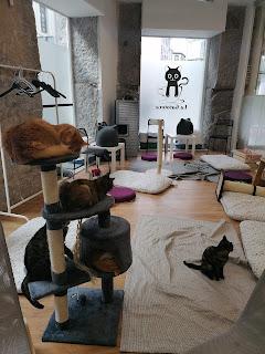 ENTREVISTA A BERNARD WERBER (POR EL DESPERTAR DE LOS GATOS)