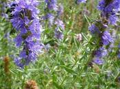 Hisopo: Usos, Beneficios Contraindicaciones