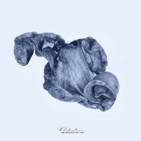 Il Venerdí di Photosatriani N.351