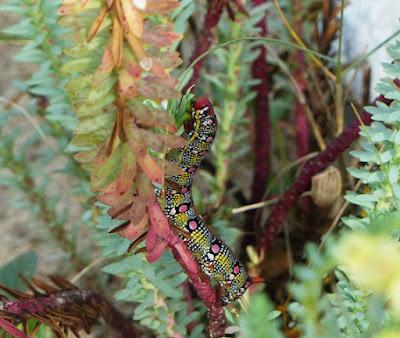 Las esfinges de Gozón