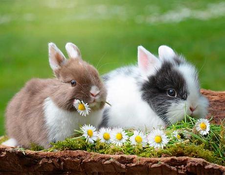 Curiosidades sobre los conejos