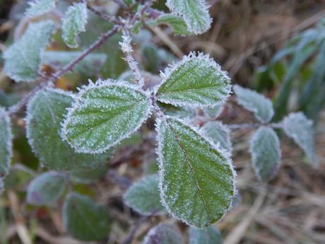 Hojas heladas en el barranc de Roquesbrunes Hojas heladas en el barranc de Roquesbrunes