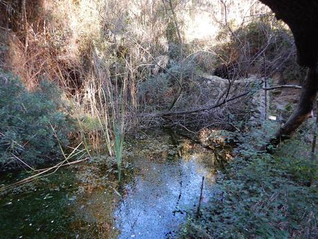 Presa en la font de la Bessona Presa en la font de la Bessona
