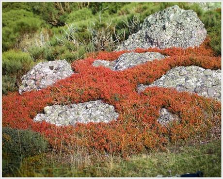 Arráspanos Arráspanos