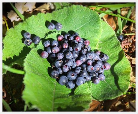 Arráspanos Arráspanos