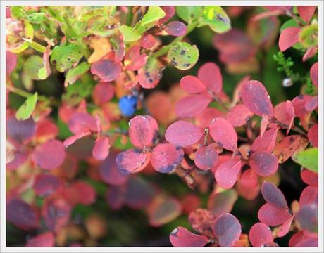 Arráspanos Arráspanos