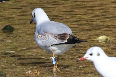 Larus ridibundus, NE22, ND55, NH68 Larus ridibundus, NE22, ND55, NH68