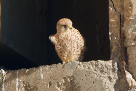 Cernícalo vulgar ♀