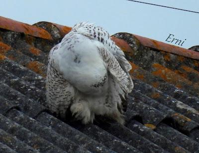 BÚHO NIVAL (Bubo scandiacus) EN SANTOÑA