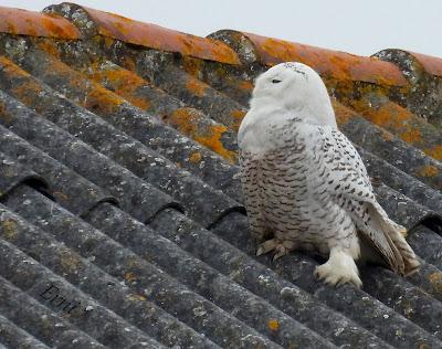 BÚHO NIVAL (Bubo scandiacus) EN SANTOÑA