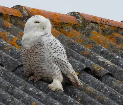 BÚHO NIVAL (Bubo scandiacus) EN SANTOÑA