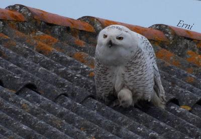 BÚHO NIVAL (Bubo scandiacus) EN SANTOÑA