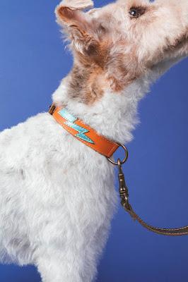 Unique Collars, una familia al servicio del bienestar y la belleza de nuestras mascotas.