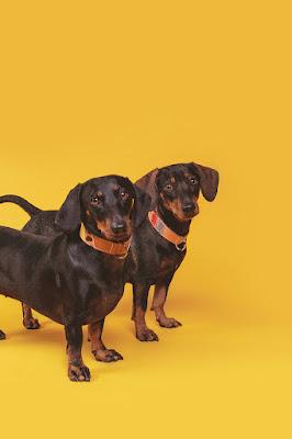 Unique Collars, una familia al servicio del bienestar y la belleza de nuestras mascotas.