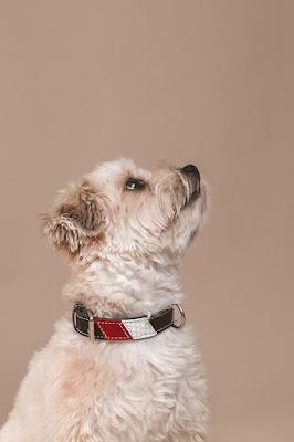 Unique Collars, una familia al servicio del bienestar y la belleza de nuestras mascotas.