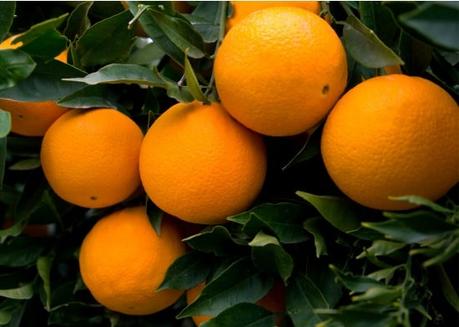 Las Propiedades de la Vitamina C o Acido Ascorbico