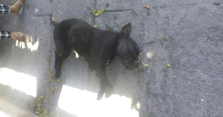 Denuncian la muerte de otro perro comunitario en SLP