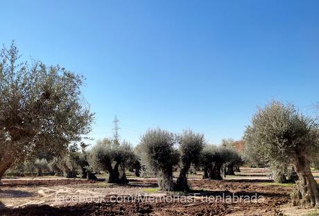 Fuenlabrada, importante centro de pesado del aceite en el siglo XVIII