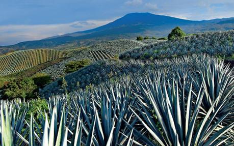 ¿Cómo se transforma una ciudad en inteligente? El ejemplo de la ruta del Tequila y la planificación estratégica del uruguayo Federico de Arteaga tequila