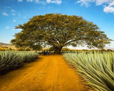 ¿Cómo se transforma una ciudad en inteligente? El ejemplo de la ruta del Tequila y la planificación estratégica del uruguayo Federico de Arteaga hotel villa tequila