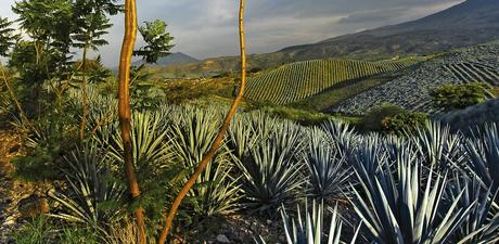 ¿Cómo se transforma una ciudad en inteligente? El ejemplo de la ruta del Tequila y la planificación estratégica del uruguayo Federico de Arteaga ¿Cómo se transforma una ciudad en inteligente? El ejemplo de la ruta del Tequila y la planificación estratégica del uruguayo Federico de Arteaga