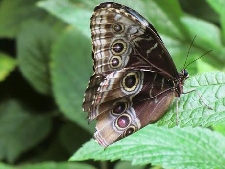 Energías alternativas y guerra verde