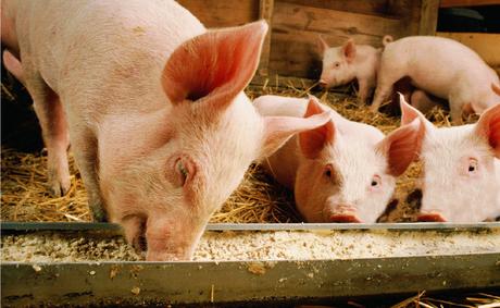 Uruguay: Asesina a un hombre en una discusión y arroja su cuerpo a los cerdos