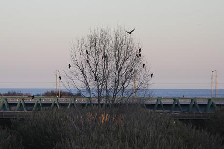 Dormidero de cormoranes