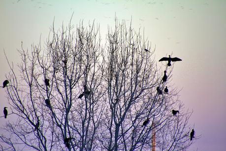 Dormidero de cormoranes