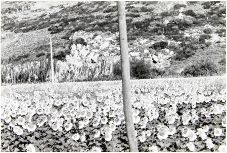 07 absent withouy leave harpers