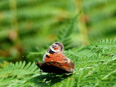 Pavo real, fenología peculiar Pavo real, fenología peculiar