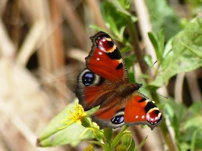 Pavo real, fenología peculiar Pavo real, fenología peculiar