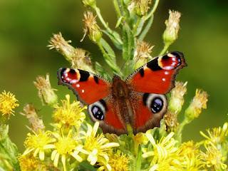 Pavo real, fenología peculiar