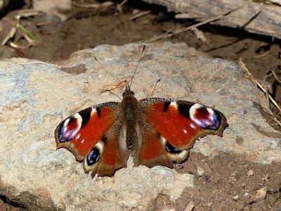 Pavo real, fenología peculiar Pavo real, fenología peculiar