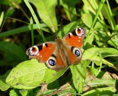 Pavo real, fenología peculiar Pavo real, fenología peculiar