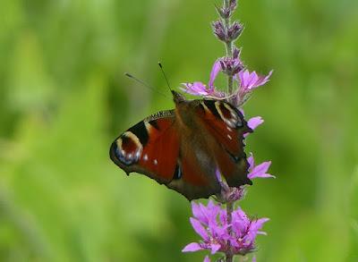 Pavo real, fenología peculiar Pavo real, fenología peculiar