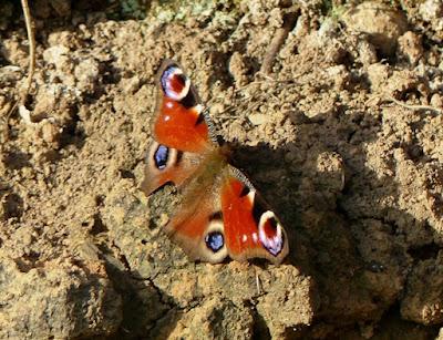 Pavo real, fenología peculiar Pavo real, fenología peculiar