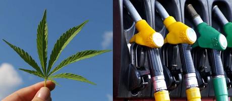 El Etanol de Cáñamo podría sustituir a la Gasolina 1