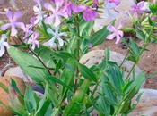 Saponaria: Usos, Beneficios Contraindicaciones