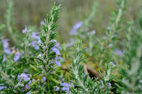 para que sirve el romero