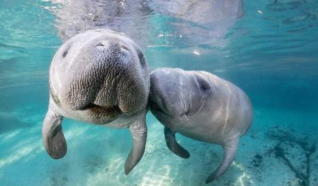 Parque temático SeaWorld aumenta su capacidad para cuidar manatíes ante la ola de muertes