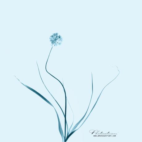 Il Venerdí di Photosatriani N. 352