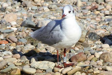 Larus ridibundus, NH69, NE85, RHXL, ND05, ND27, ND55, ND84