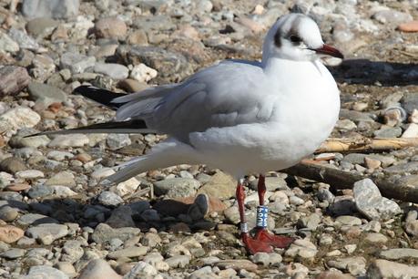 Larus ridibundus, NH69, NE85, RHXL, ND05, ND27, ND55, ND84