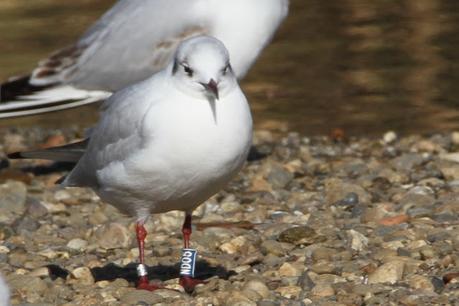 Larus ridibundus, NH69, NE85, RHXL, ND05, ND27, ND55, ND84