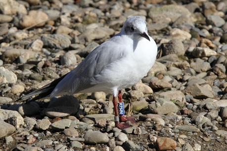 Ridibundus NH29, NH44