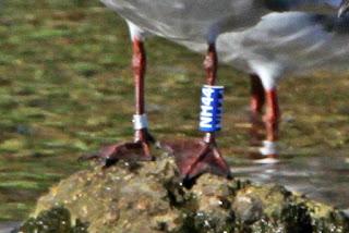 Ridibundus NH29, NH44