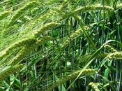 verde Cebada, usos, beneficios Contraindicaciones