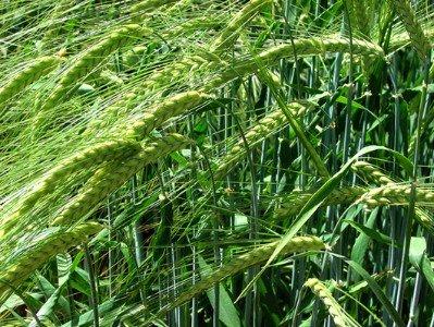 El verde de Cebada, usos, beneficios y Contraindicaciones