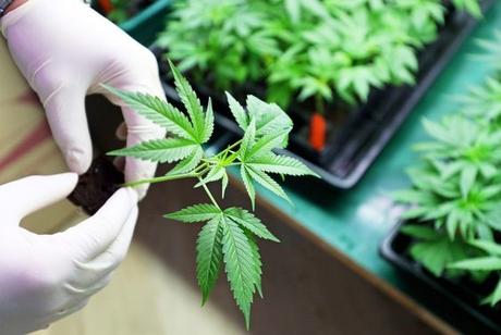 El cannabis y su uso en la medicina